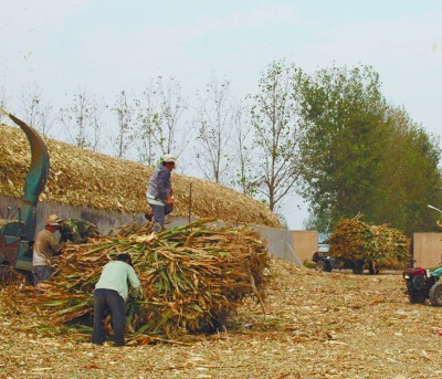 玉米秸稈原料價值很高不僅可製燃料還可以製作家禽動物飼料顆粒
